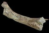 Hadrosaur Femur With Associate Crocodilian Tooth - Texas #88714-2